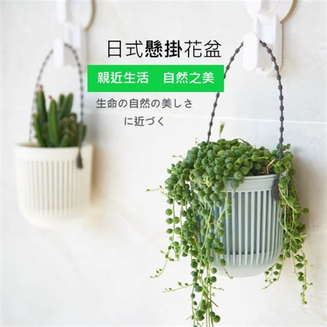 吊掛盆栽植物|11種美麗室內懸掛植物，新手也能輕鬆養活。 文/謝施恩－愛綠生。